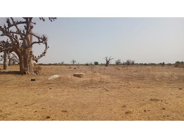 Photo Terrain de 1 hectare à vendre à Sandiara Sénégal image 3/4