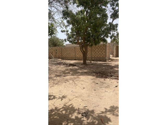 Photo terrain de 250 metres carres a saly image 3/4