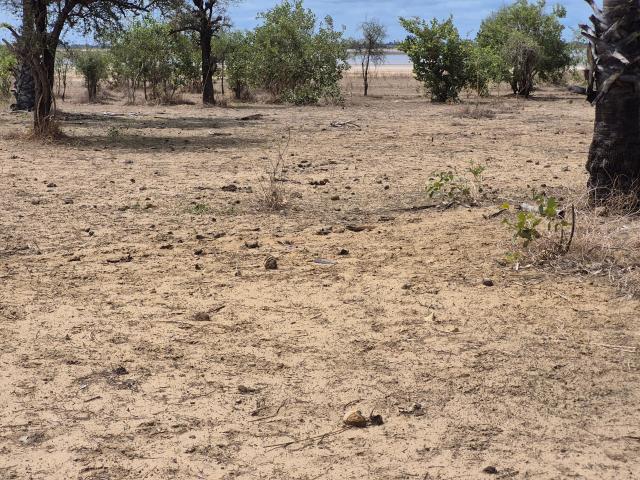 Photo Terrain de 300 mètres carrés à vendre à Ndangane Sénégal image 3/4