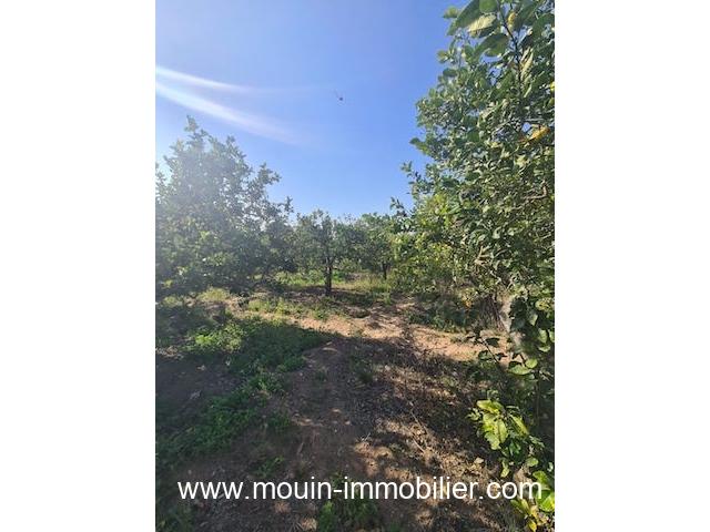 Photo TERRAIN GINA Hammamet Birbouregba T1085 image 3/3