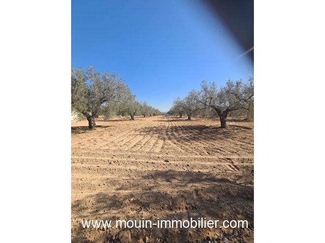 Photo TERRAIN IRAM Hammamet Sud El Bessbassia T1083 image 3/5