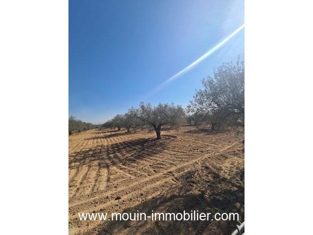 Photo Terrain Iram T1084 Hammamet image 3/3