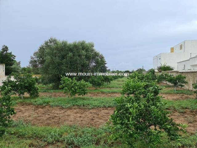 Photo TERRAIN SOUMA Hammamet T876 image 3/3