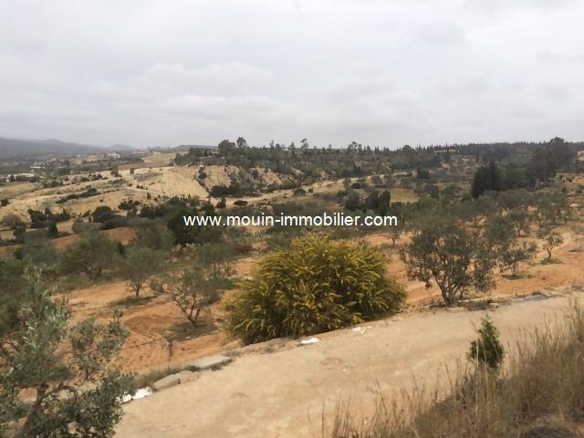 Photo terrain viva T342 birbouregba hammamet image 3/3
