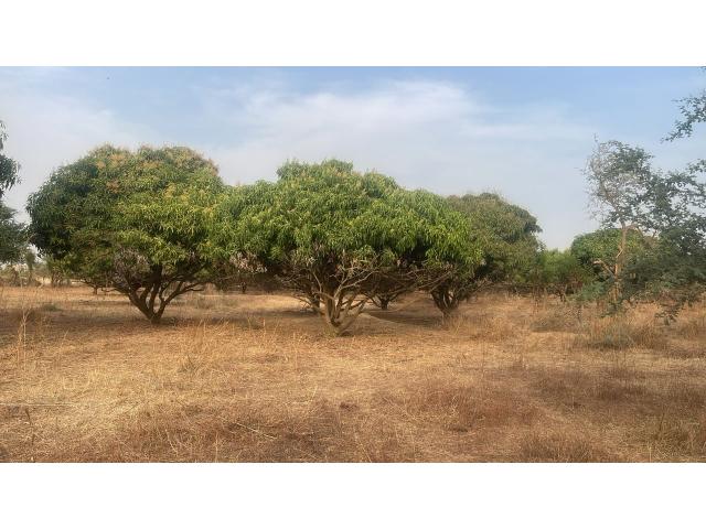 Photo Terrains 300 mètres carrés à vendre à Malicounda Sénégal image 3/4