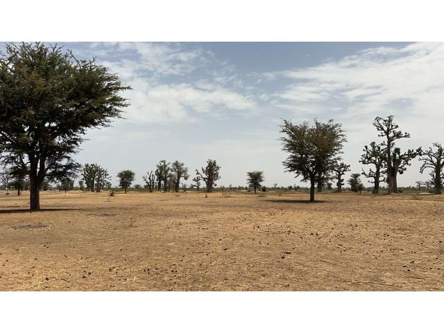 Photo Terrains agricoles de 8 hectares à vendre à Louly Sénégal image 3/4