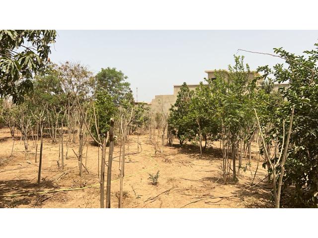Photo Terrains de 600 mètres carrés à vendre à Saly Sénégal image 3/4