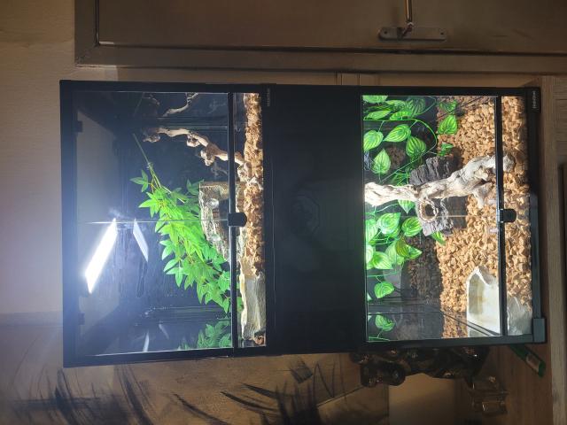 Photo Terrarium et couple  python image 3/6