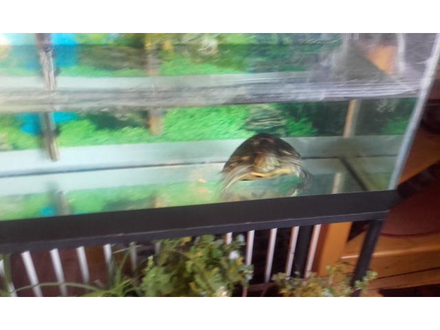 Photo tortue avec son aquarium de 120 l complet a vendre image 3/4