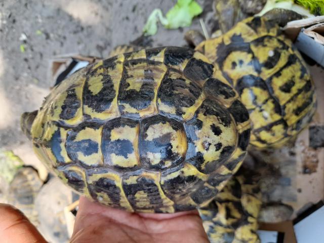 Photo Tortue de terre image 3/3