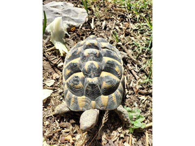 Photo Tortue HERMANN image 3/4