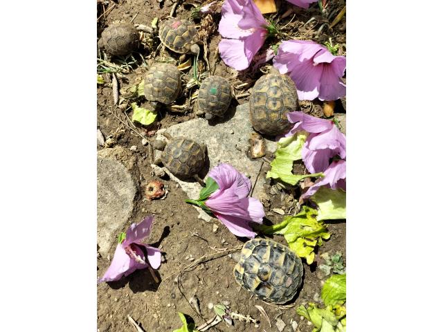 Photo Tortue HERMANN image 3/3