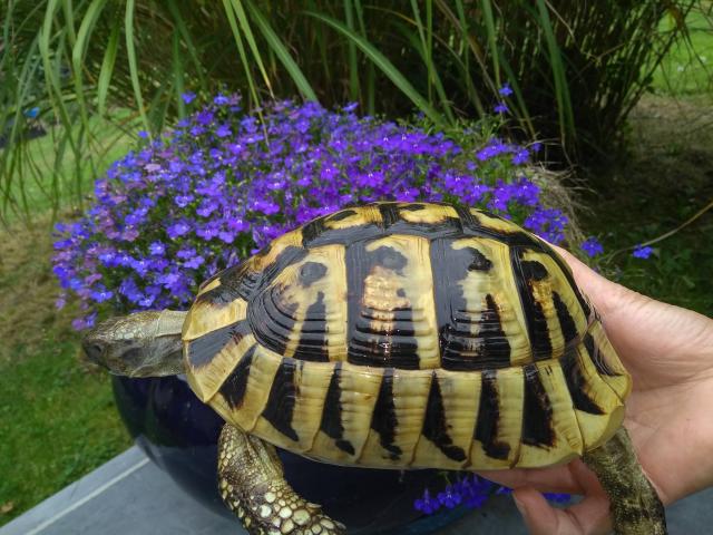 Photo Tortue Hermann - Tortues de terre - tortue terrestre image 3/6