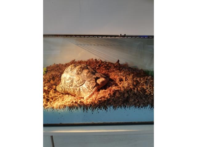 Photo Tortue terrestre image 3/3