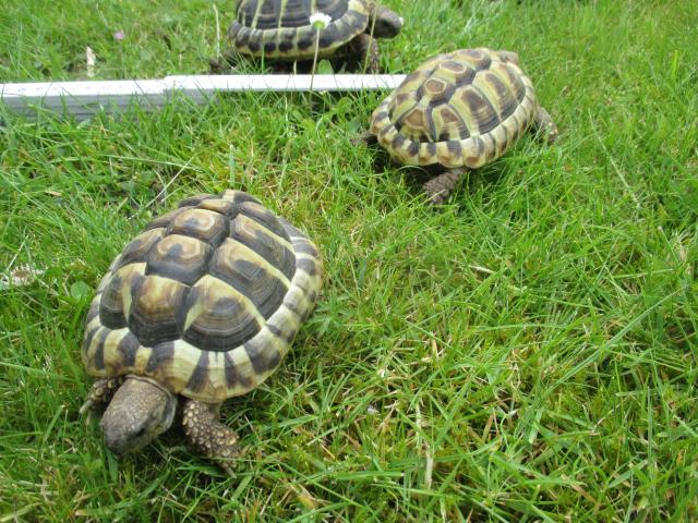 Photo tortue terrestre de 2022 image 3/4
