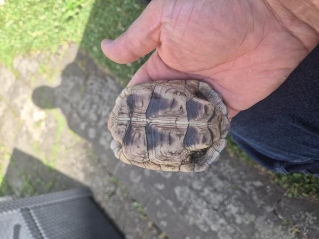 Photo Tortue terrestre marginata image 3/3