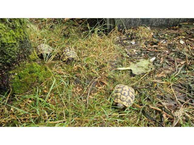 Photo Tortues Hermann avec documents CITES image 3/4