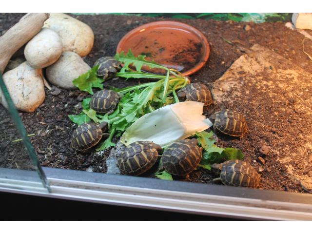 Photo tortues terrestres image 3/3