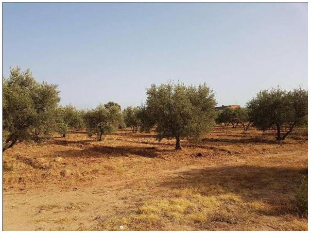 Photo très beau terrain 4 Hectares route D ourika image 3/4