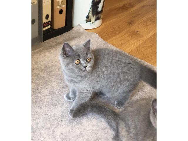 Photo Trés belle petite femelle british shorthair image 3/4