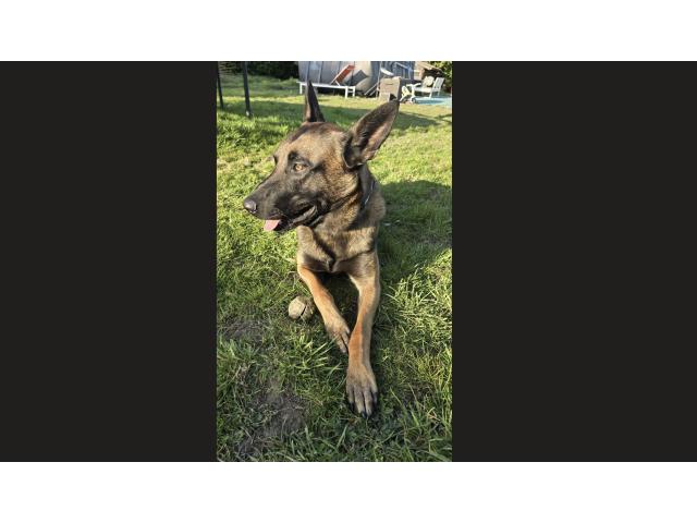 Photo URGENT : A donner - Magnifique Malinois - Le compagnon idéal pour votre famille ! image 3/3
