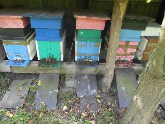 Photo vend mes tres belles ruchettes doubles parois dadant 6 cadres peuplees d abeilles noires tres popule image 3/3