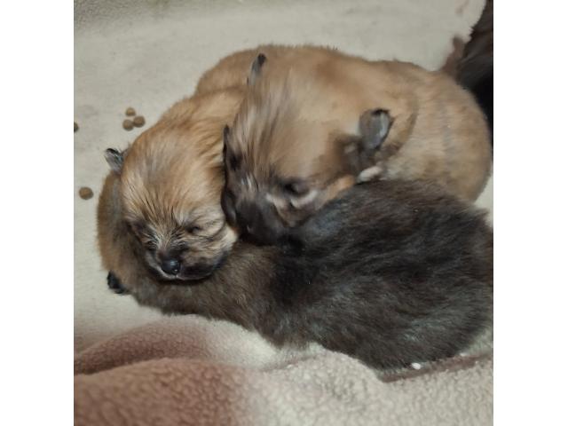 Photo Vendre magnifique chiots Spitz nains maman agree  HK 01600994 image 3/6