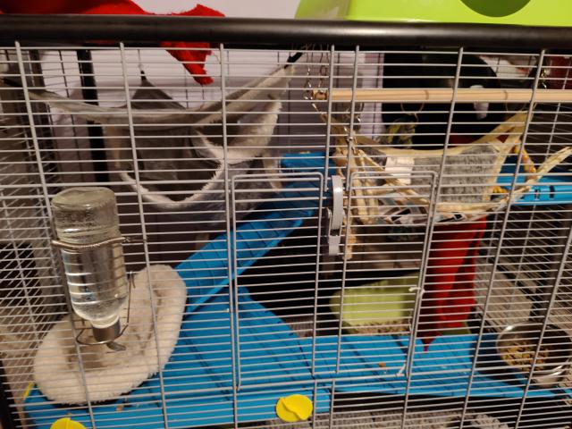 Photo Vends 3 jeunes Rats noirs de 3 mois avec cage et accessoires. image 3/3