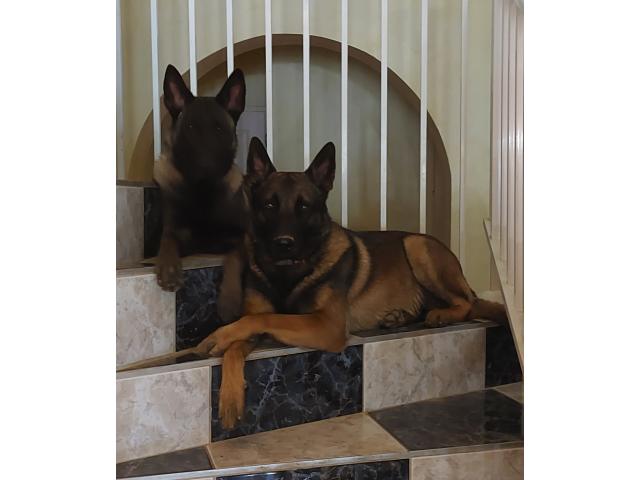 Photo Vends chiots Bergers Belges Malinois de Pures Races image 3/5