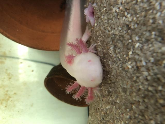 Photo vends jeunes Axolotl image 3/3