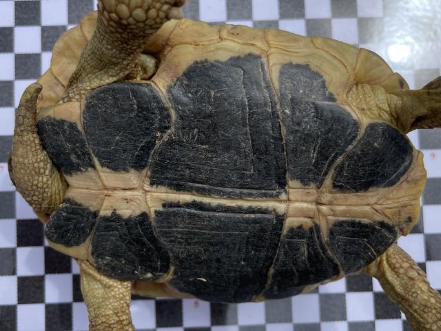 Photo Vente légale tortues d'Hermann 2021 Perpignan avec papiers image 3/3