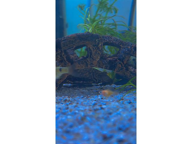 Photo Vente poisson pas chers image 3/4