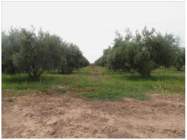 Photo Vente  terrain agricole titré de 2 hectare image 3/4