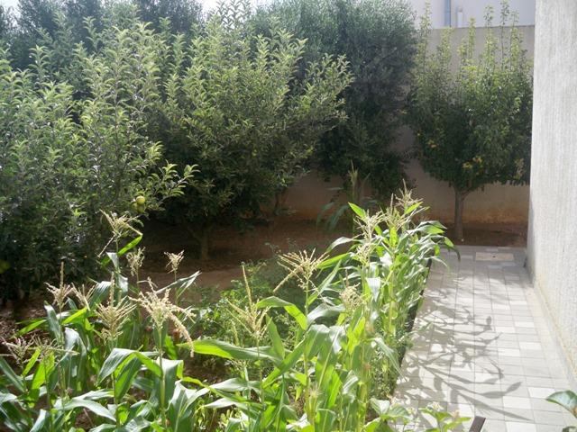 Photo villa el borj AV813 ariana tunis image 3/6