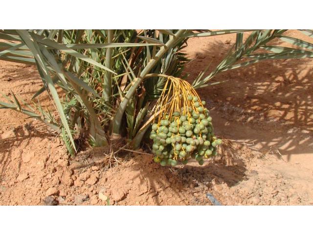 Photo VILLA KASBAH 500 m2 SUR 3 HA RECENTE ERFOUD image 3/6