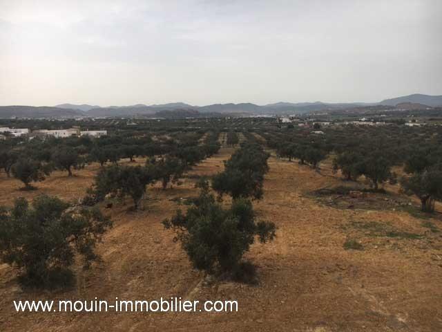Photo VILLA OEDIPE 2  Hammamet Sud - Dwikhla AV1429 image 3/4