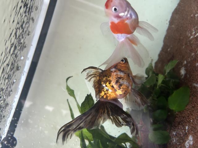 Photo Voile de Chine à donner image 3/4