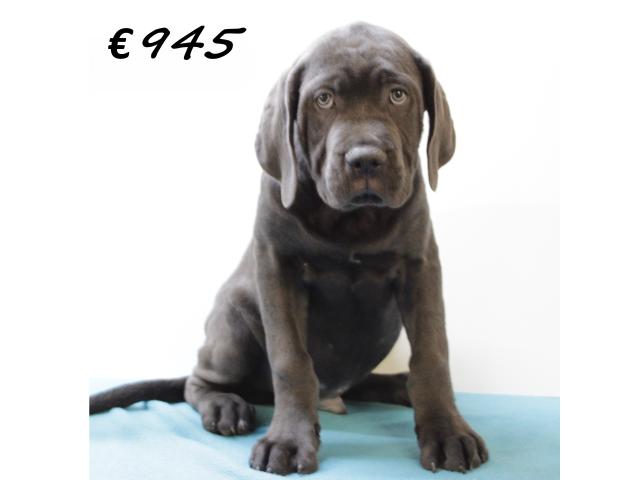 Photo X Chiots American Bully XXL à vendre image 3/6