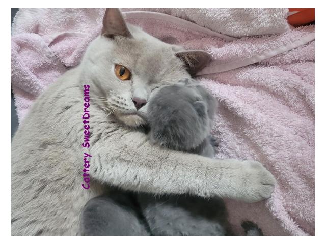 Photo 4 chatons british shorthair loof bleu elevage familial dispo sept image 4/5