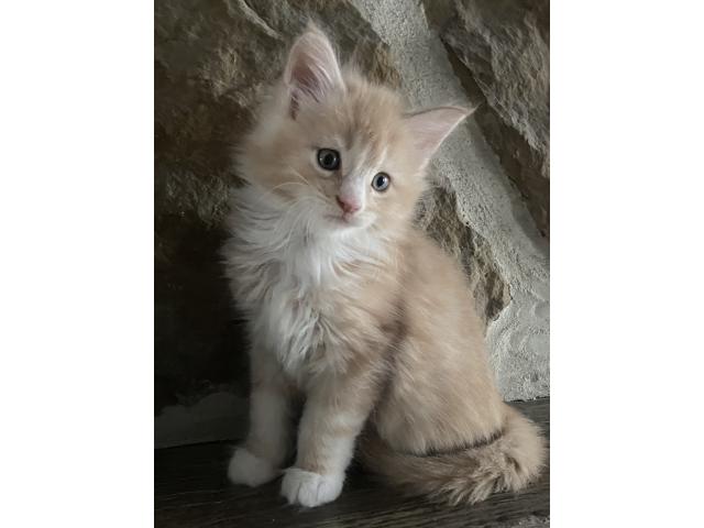 Photo 5 magnifiques chatons bleus et crèmes image 4/6