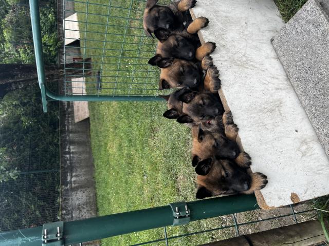 Photo A réserver chiots Berger Belge Malinois LOF image 4/4