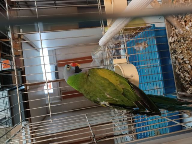 Photo A vendre 1  couplé de grandes perruches Derby image 4/4