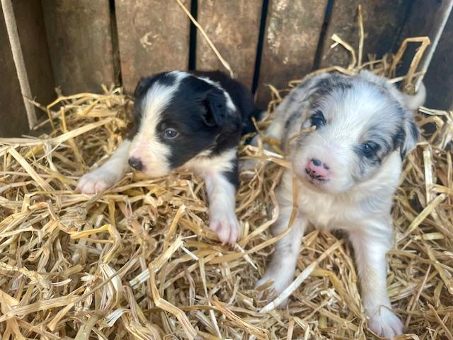 Photo A vendre Border Collie image 4/6
