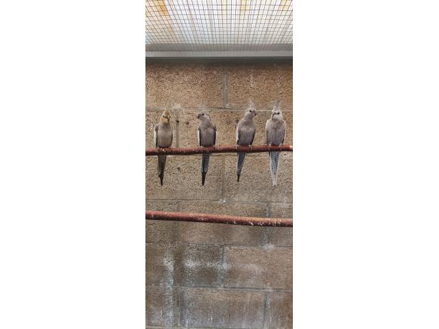 Photo A vendre calopsittes 2025 image 4/6