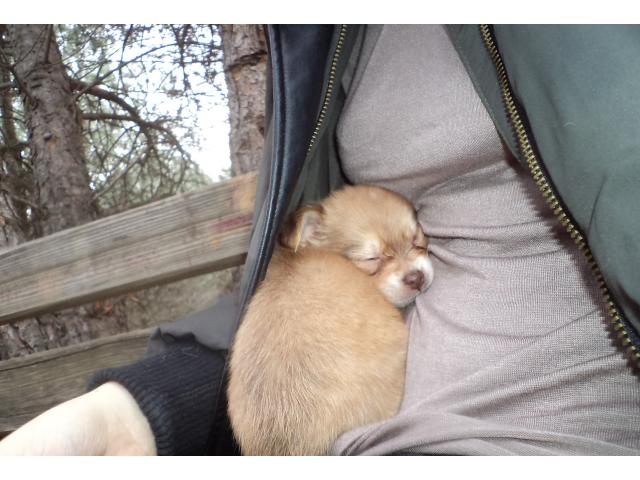 Photo A vendre Chiots Chihuahuas de 3 mois. image 4/4
