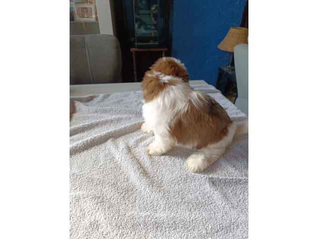 Photo A vendre chiots Shih Tzu image 4/6
