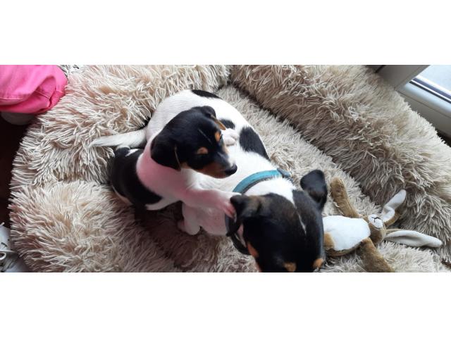 Photo a vendre de jolis bebe jack russel image 4/6