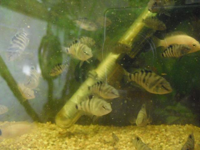 Photo A vendre poissons Amatilania Nigrofasciata cichlidés d'Amérique image 4/4