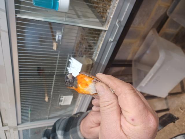 Photo A vendre tarin rouge du Vénézuela image 4/5