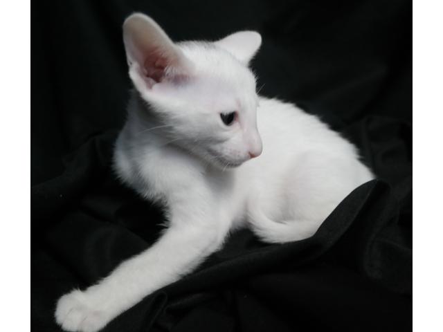 Photo Adorable chaton oriental blanc (Foreign White) image 4/6